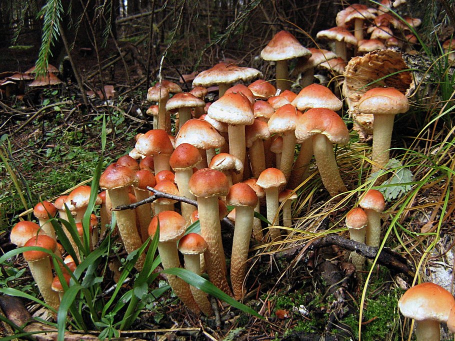 Ложноопенок кирпично-красный