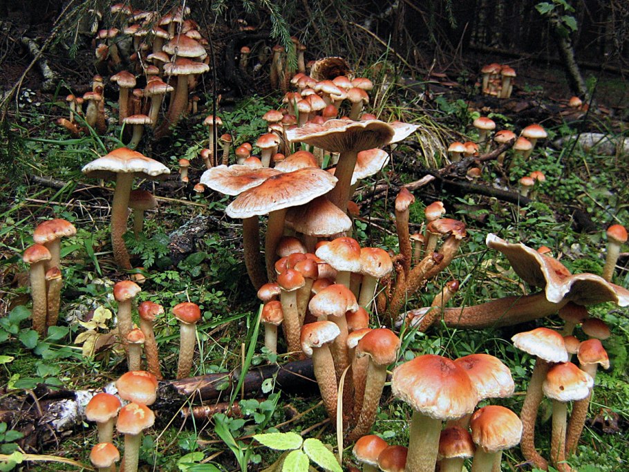 Ложноопенок кирпично-красный ядовитый