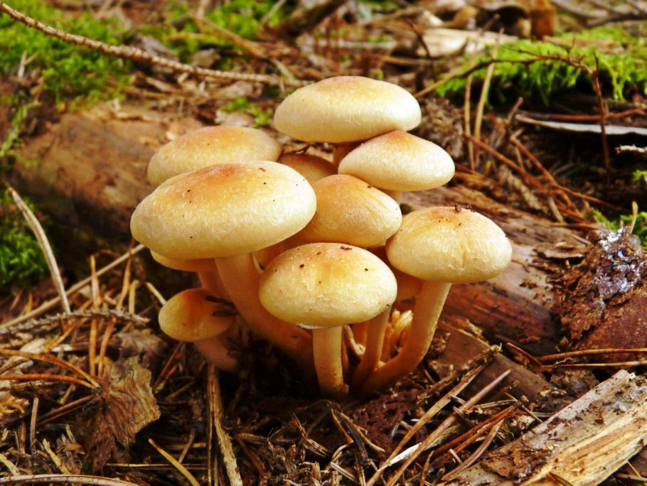 Опенок кирпично-красный Hypholoma lateritium