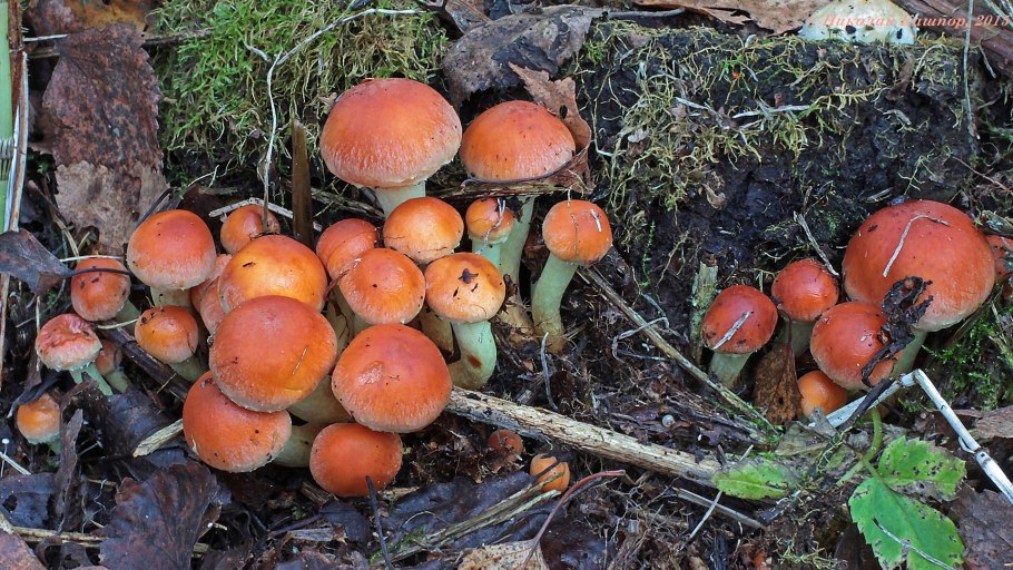 Галерина окаймлённая