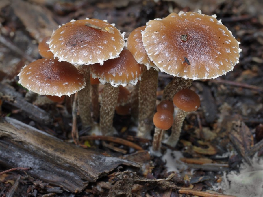 Опята в лесу Брянск в дождь