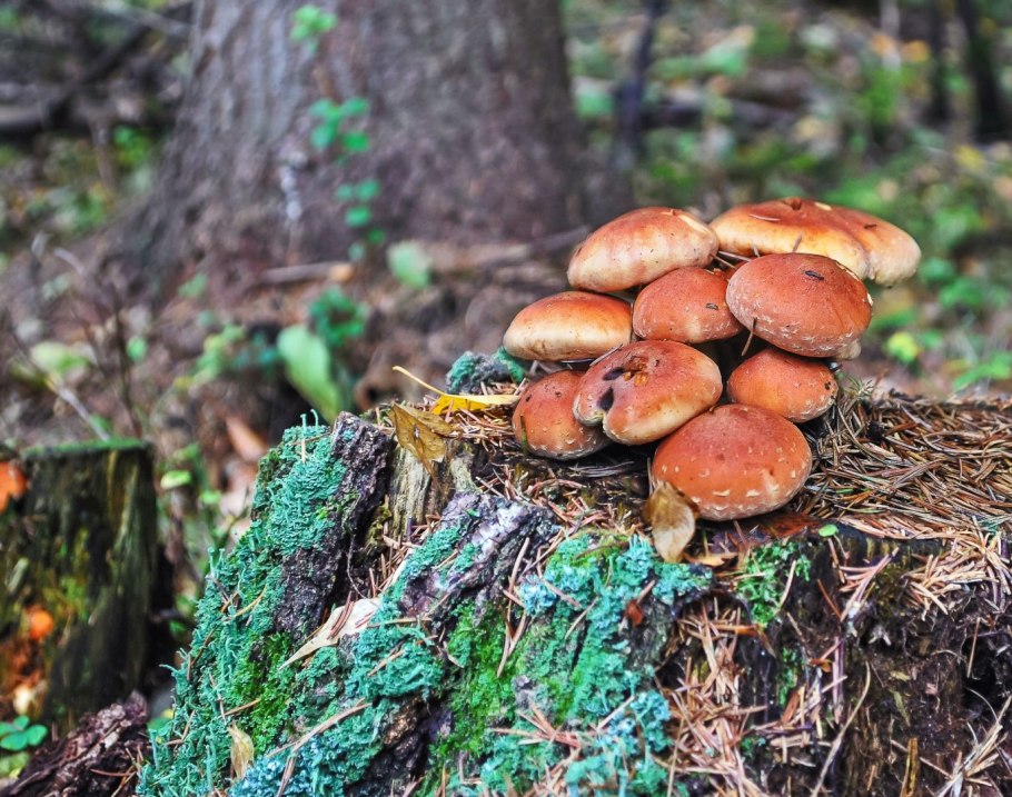 Опёнок кирпично-красный Hypholoma sublateritium