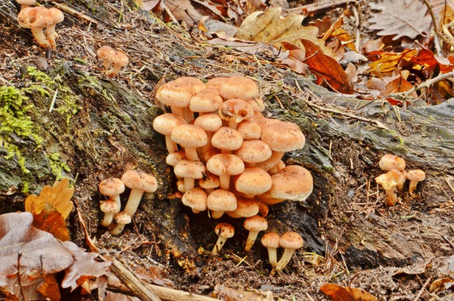 Ложноопенок кирпично-красный