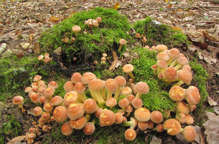 Опенок кирпично-красный Hypholoma lateritium