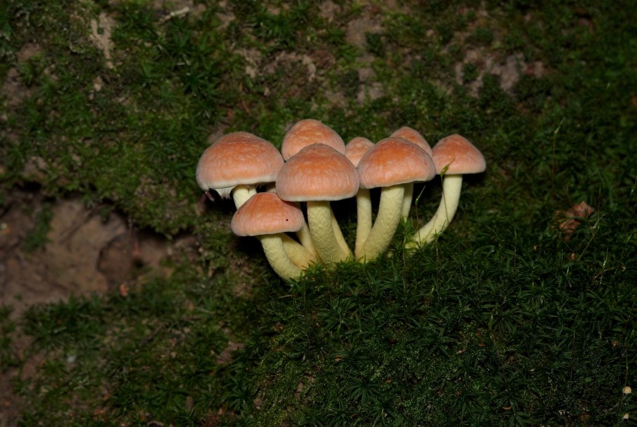 Ложноопенок кирпично-красный