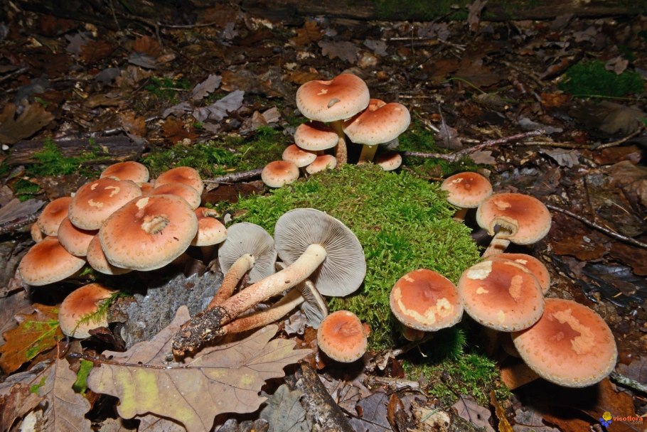 Древесный гриб Агарикус