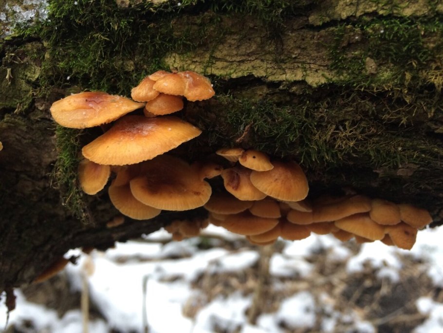 Гриб млечник камфорный