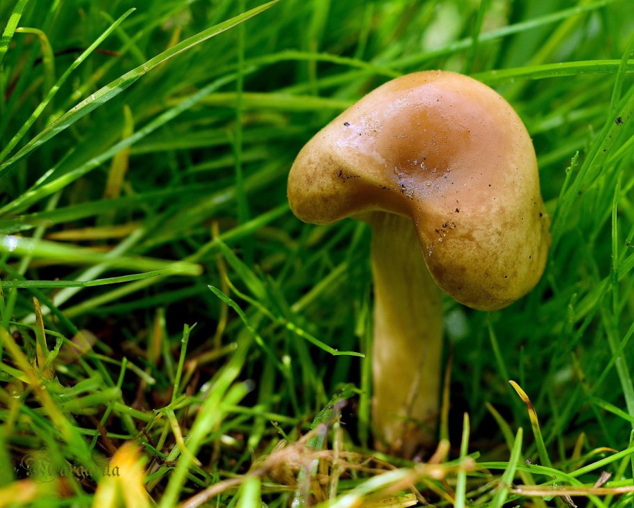 Опенок Луговой Marasmius Oreades