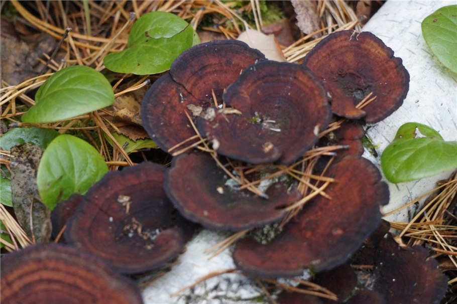 Грибы растущие букетом