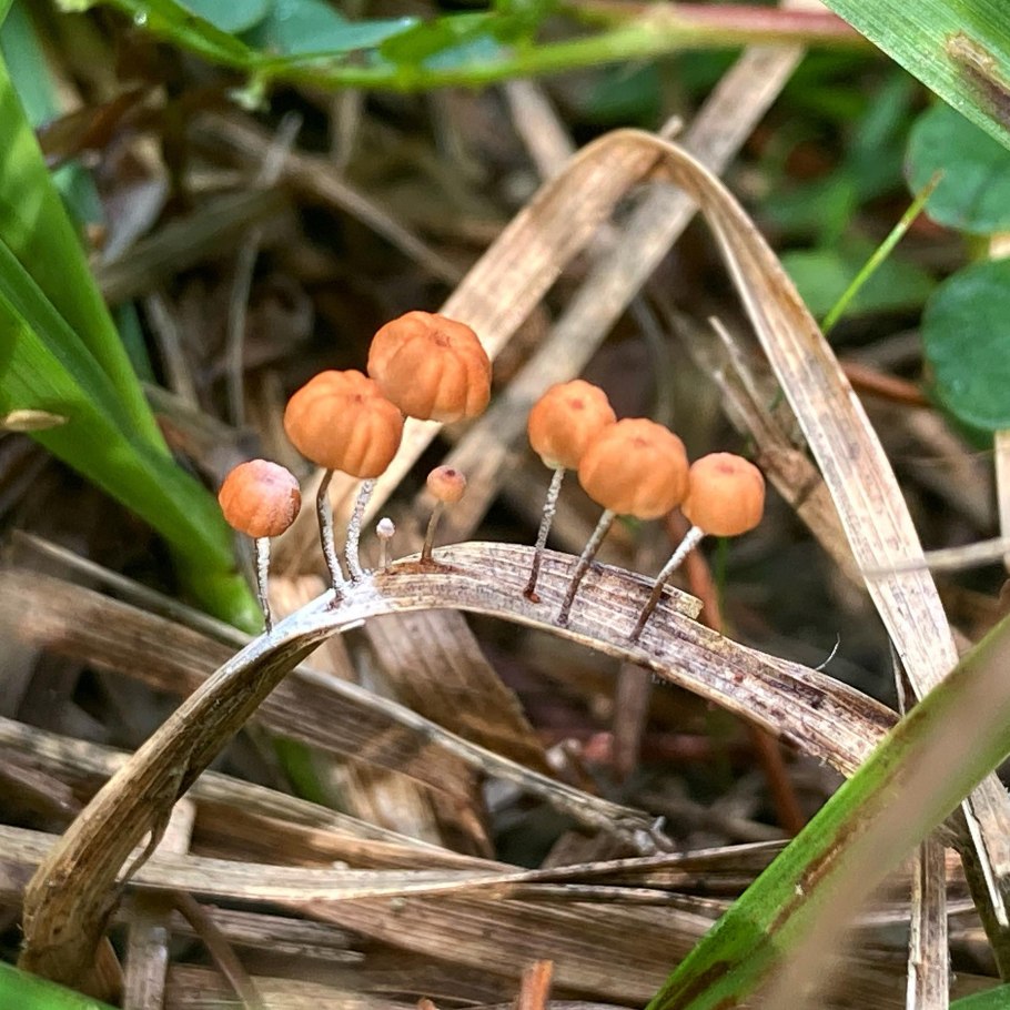 Гриб растущий на бамбуке