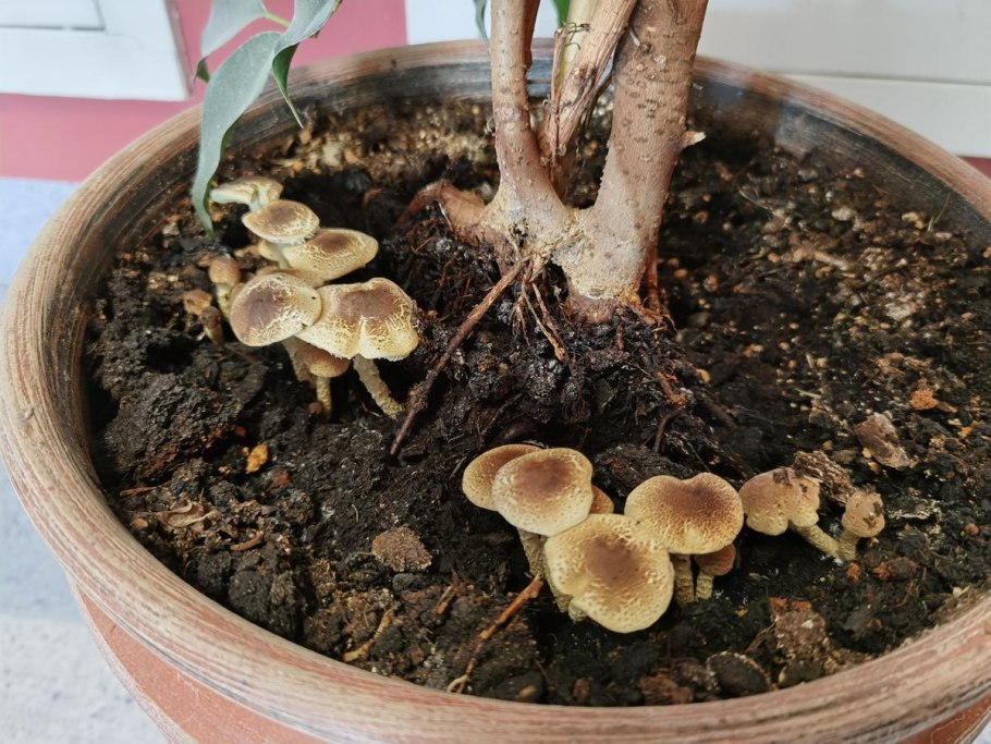 Грибы в цветочном горшке