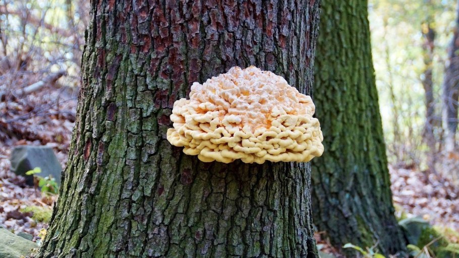 Мутинус Равенеля гриб