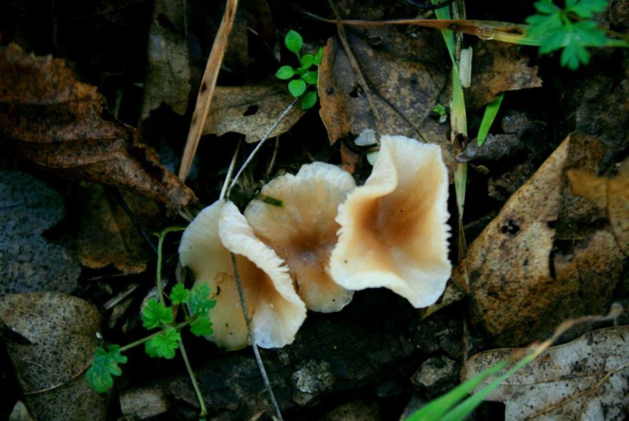 Грибок в почве