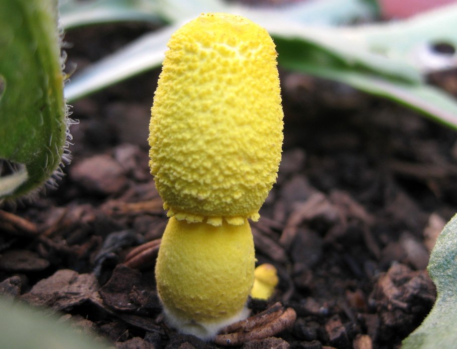 Бригхт Елоу