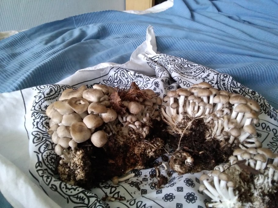 Coprinus micaceus псилоцибин