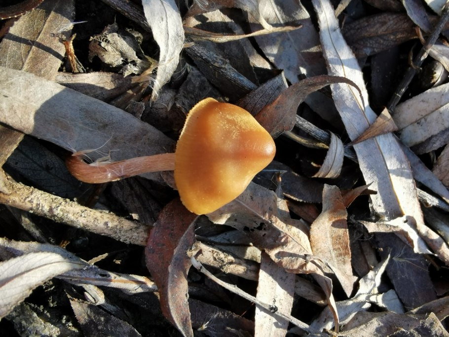 Грибы цветы