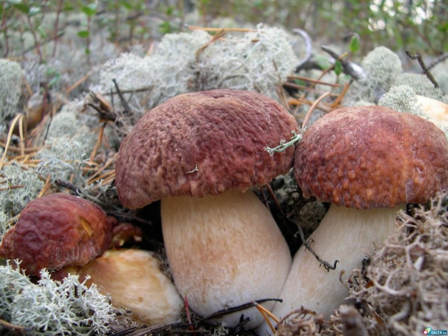 Eryngii Mushroom growing