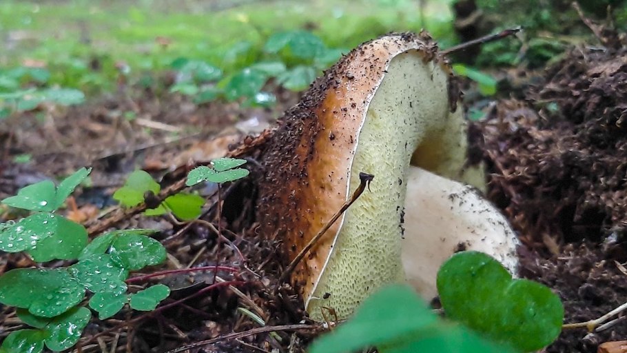 Грибы ЯНАО съедобные