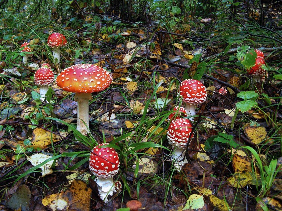 Смешные названия грибов