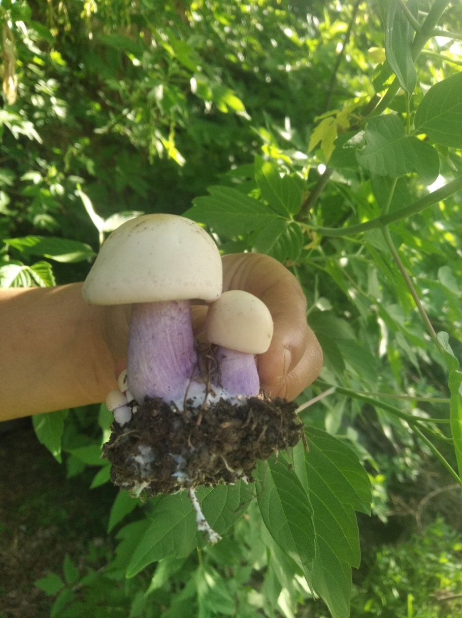 Растения и грибы растущие на востоке Крыма