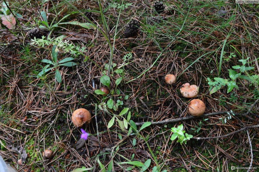 Грибы шиитаке на пеньках фото и описание