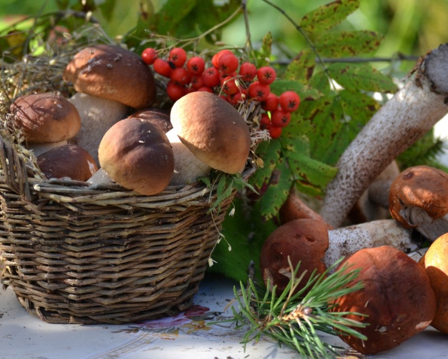 Ежик и гриб на толстой ножке