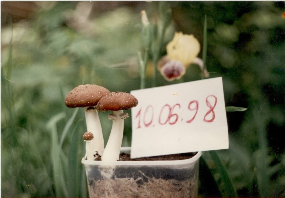 Грибы растущие под кленами