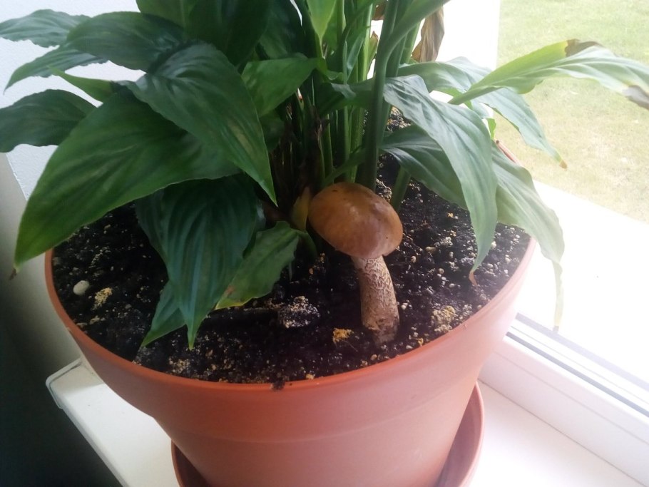 Гриб в горшке с цветком