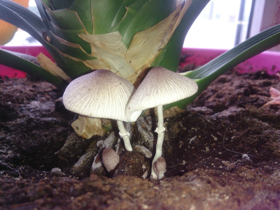 Гриб в горшке с цветком