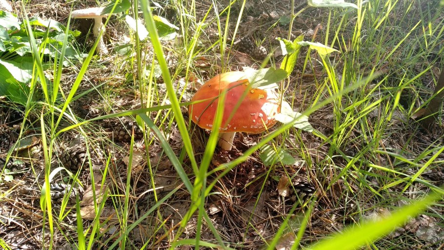 Лес грибы ягоды