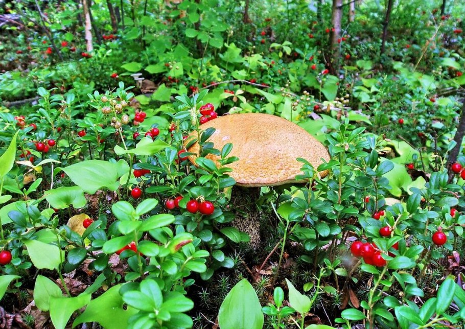 Грибы и ягоды