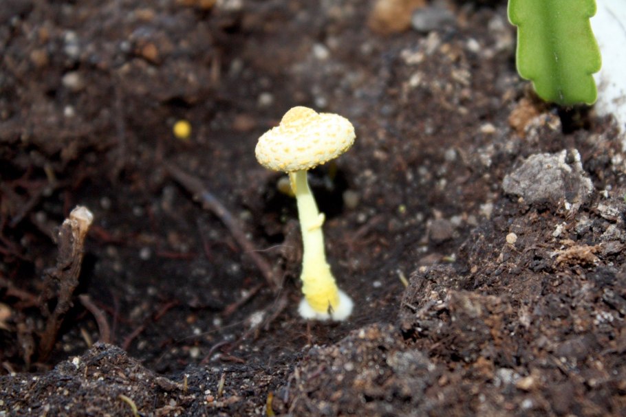 Грибы в цветочном горшке