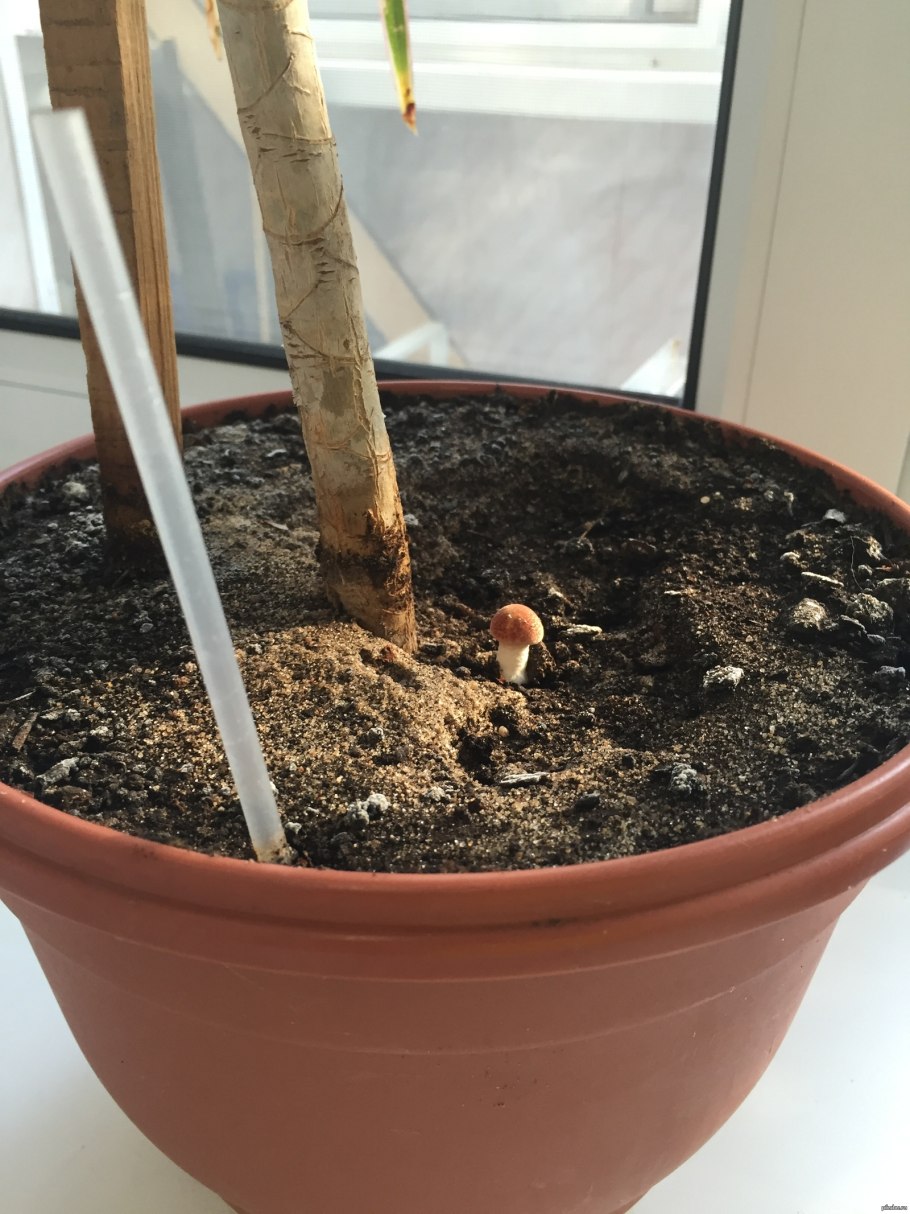 Грибы в цветочном горшке