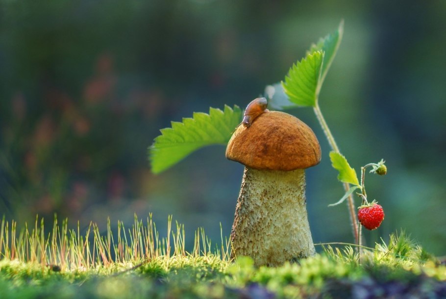 Грибы в цветочном горшке