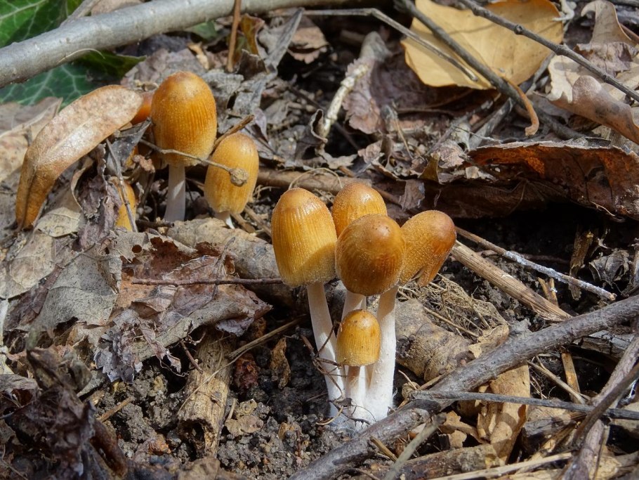 Опенок Луговой ведьмино