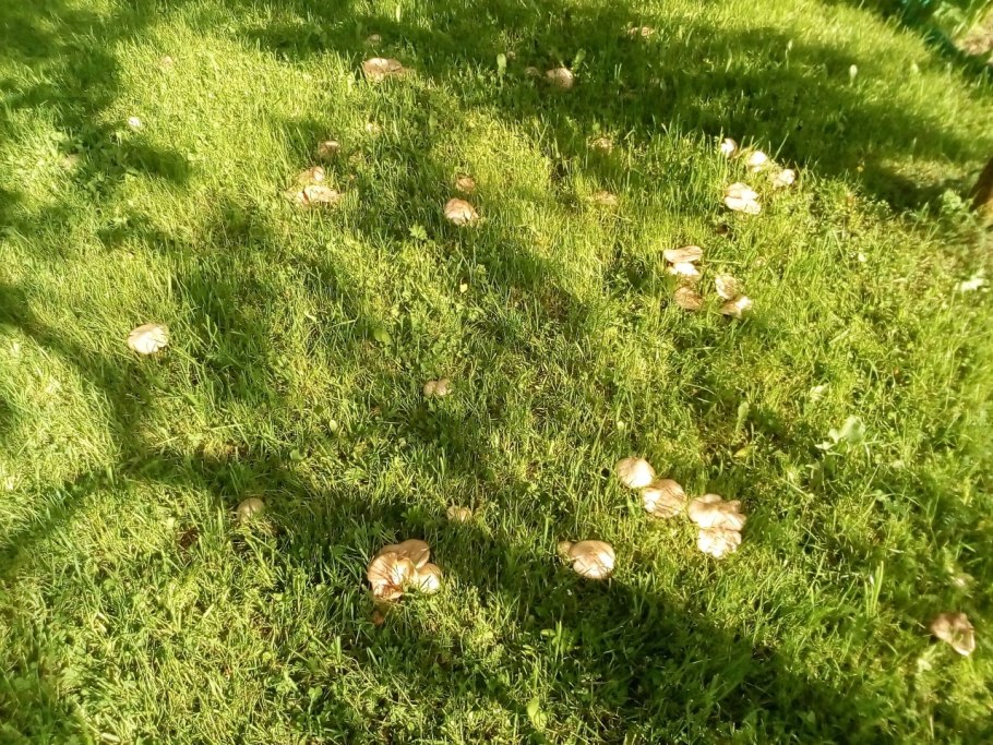 Грузди подтопольники