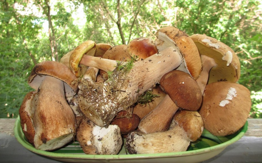 Грибы растущие в березовой роще