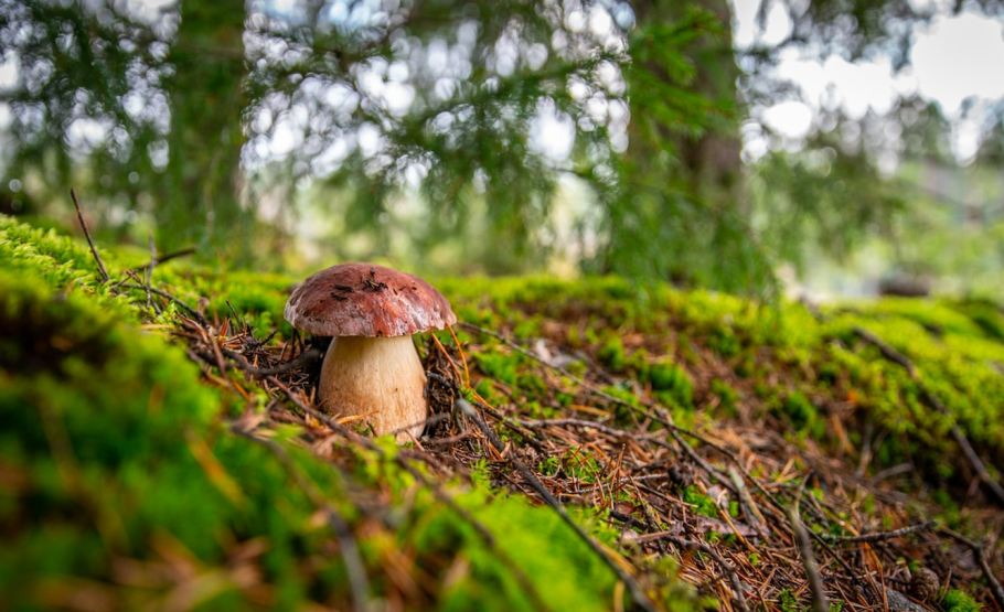 Белый гриб дубовый Сосновый еловый березовый