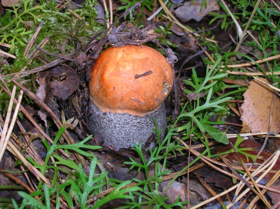 Грибы Челюскинский лес