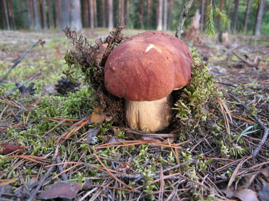 Гриб Гороховик Урал