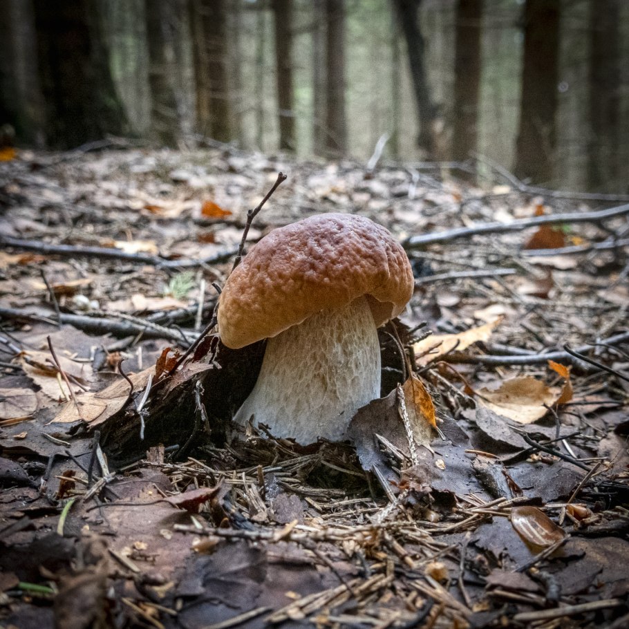 Места сбора грибов