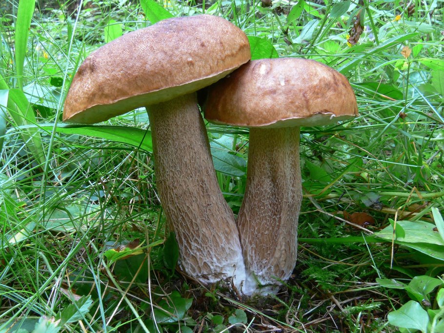 Боровик еловый