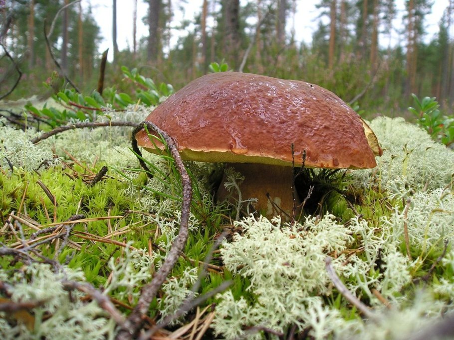 Грибы грузди опята