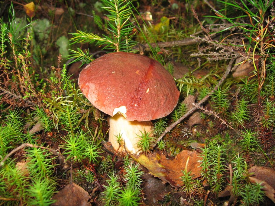 Белые грибы в карелии