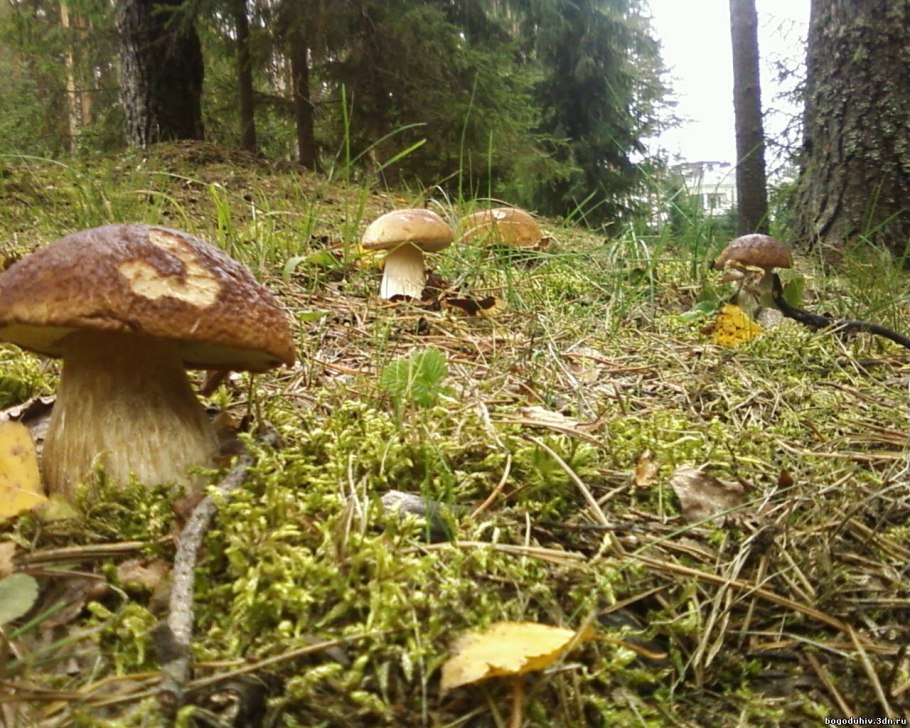 Много грибов