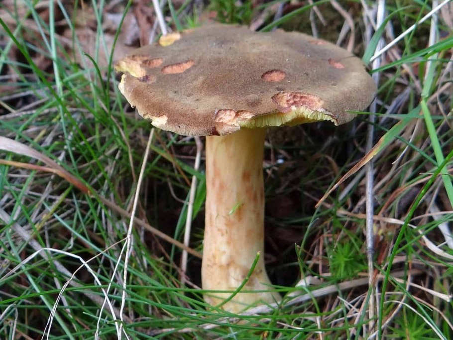 Xerocomus ferrugineus