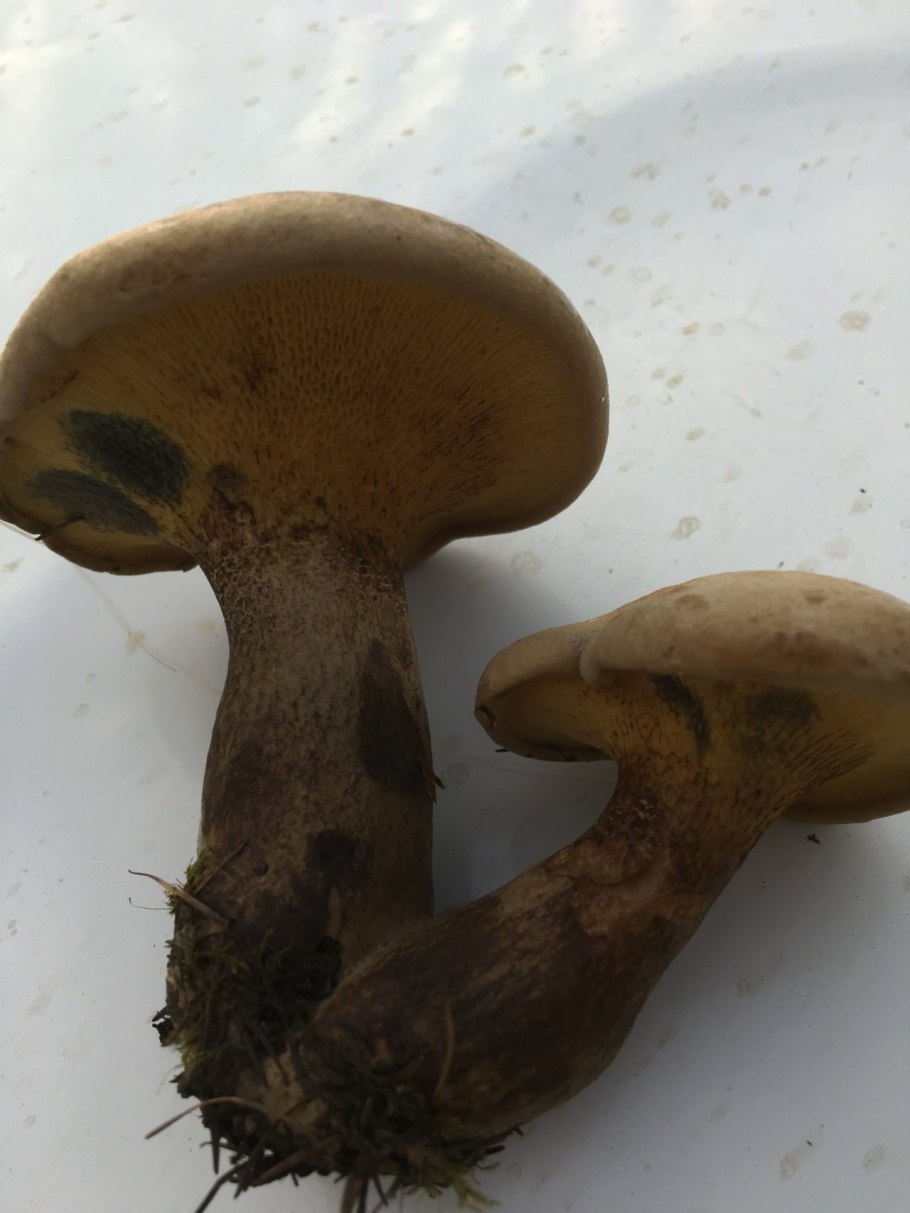 Моховик синеет