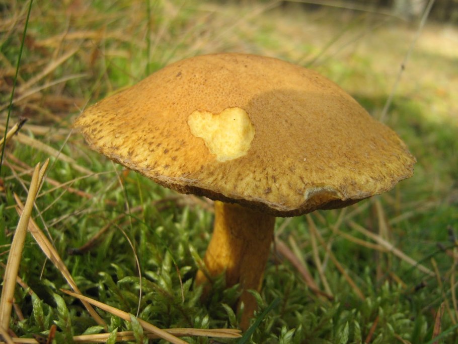 Гриб моховик ложный