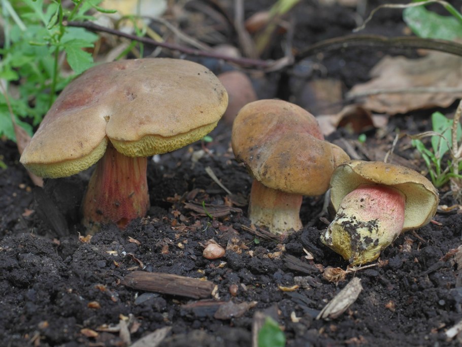 Моховик трещиноватый