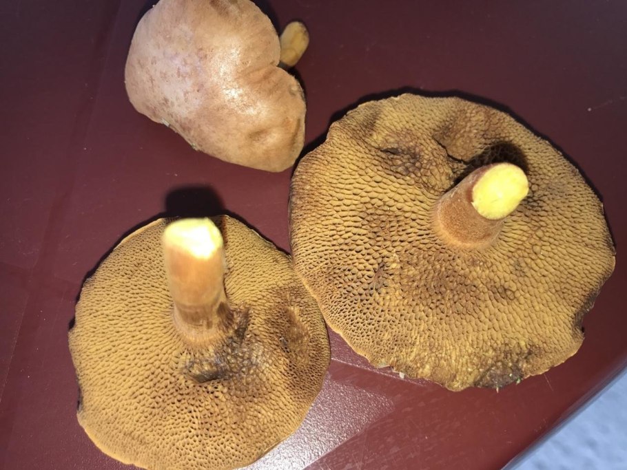 Сыроежка Чешуйчатая (Russula virescens)